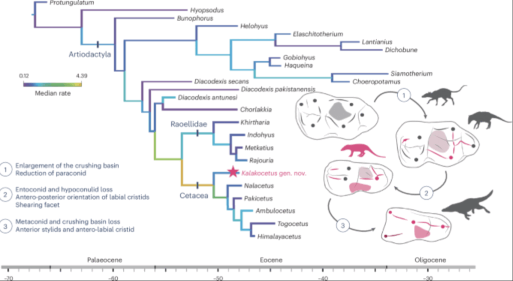 Une nouvelle espèce fossile découverte en Inde, Kalakocetus aurorae, pourrait préciser notre compréhension de l’évolution des premiers cétacés. Publiée dans Nature Ecology & Evolution, l’étude suggère que la spécialisation carnivore des premières baleines s’est mise en place progressivement, via une mosaïque de caractères intermédiaires.