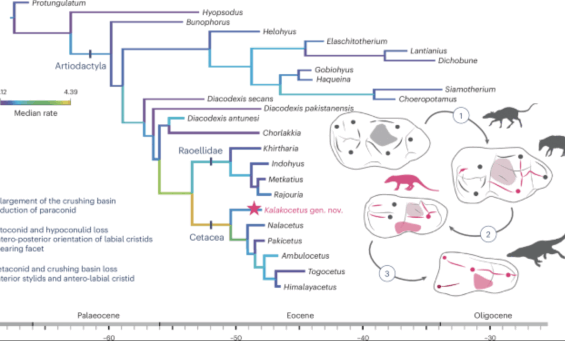 Une nouvelle espèce fossile découverte en Inde, Kalakocetus aurorae, pourrait préciser notre compréhension de l’évolution des premiers cétacés. Publiée dans Nature Ecology & Evolution, l’étude suggère que la spécialisation carnivore des premières baleines s’est mise en place progressivement, via une mosaïque de caractères intermédiaires.